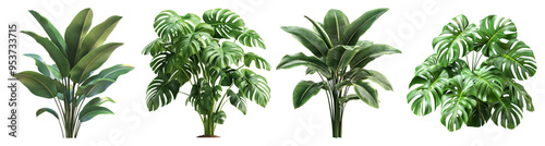 Tropical Plants Set: Monstera, Banana, Strelitzia