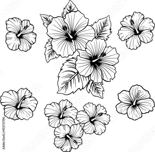 Illustration of hibiscus flower isolated on white background. Design element