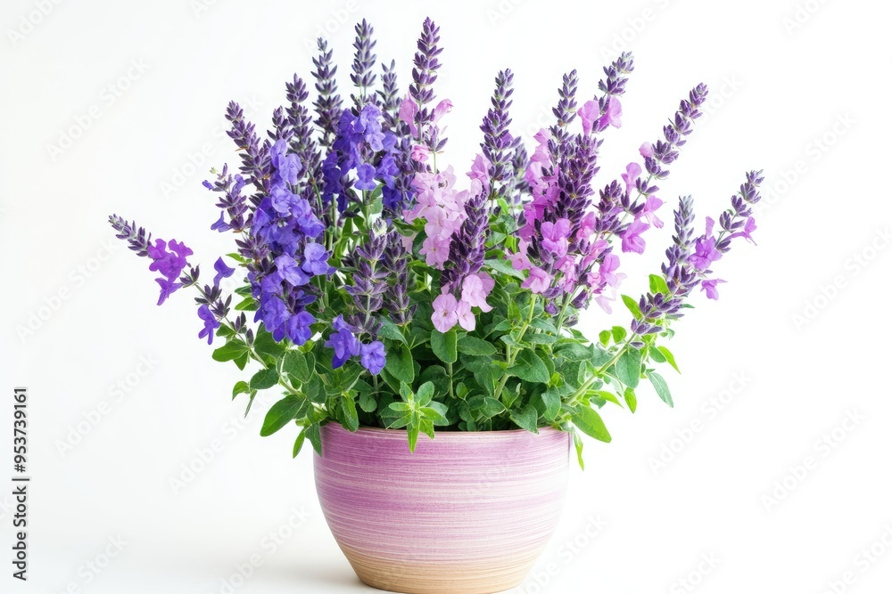 Fototapeta premium Purple and Pink Flowers in a Pink and Brown Pot