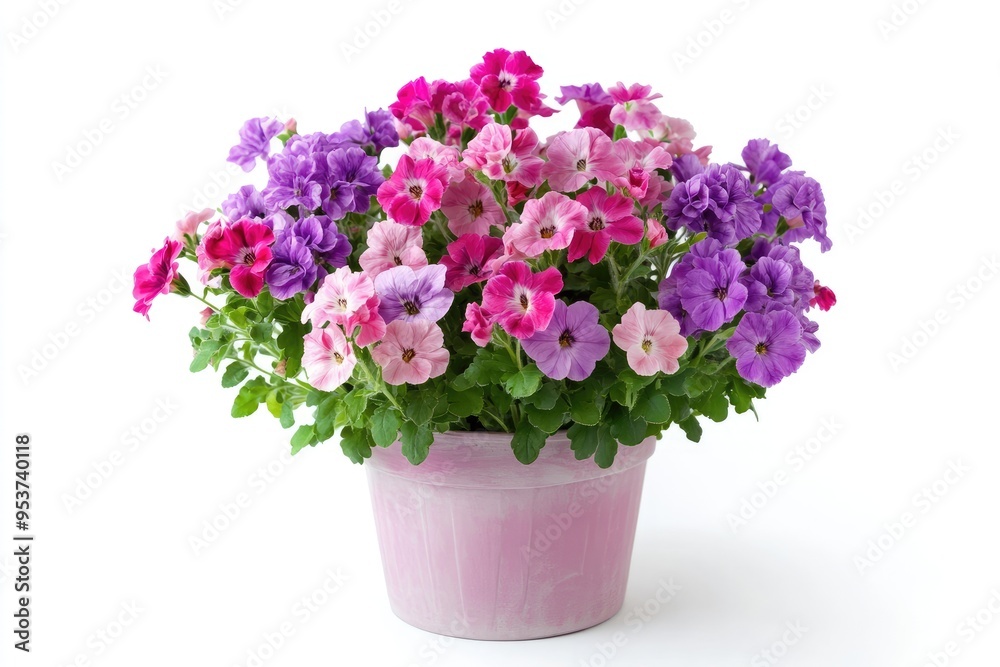 Pink, Purple, and White Petunias in a Pink Pot Pink, Purple, and White Petunias in a Pink Pot