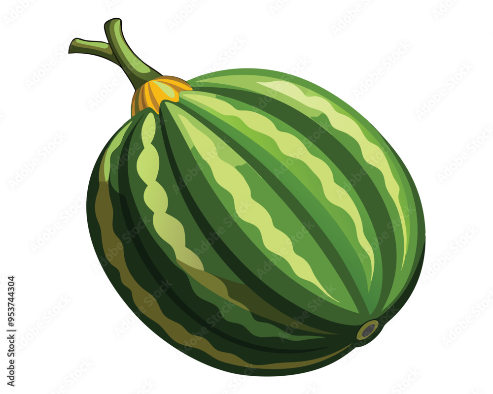ash gourd vector illustration on white background ash gourd vector illustration on white background