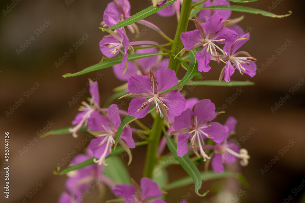 Pink Fireweed Blossoms in Mount Rainier Pink Fireweed Blossoms in Mount Rainier