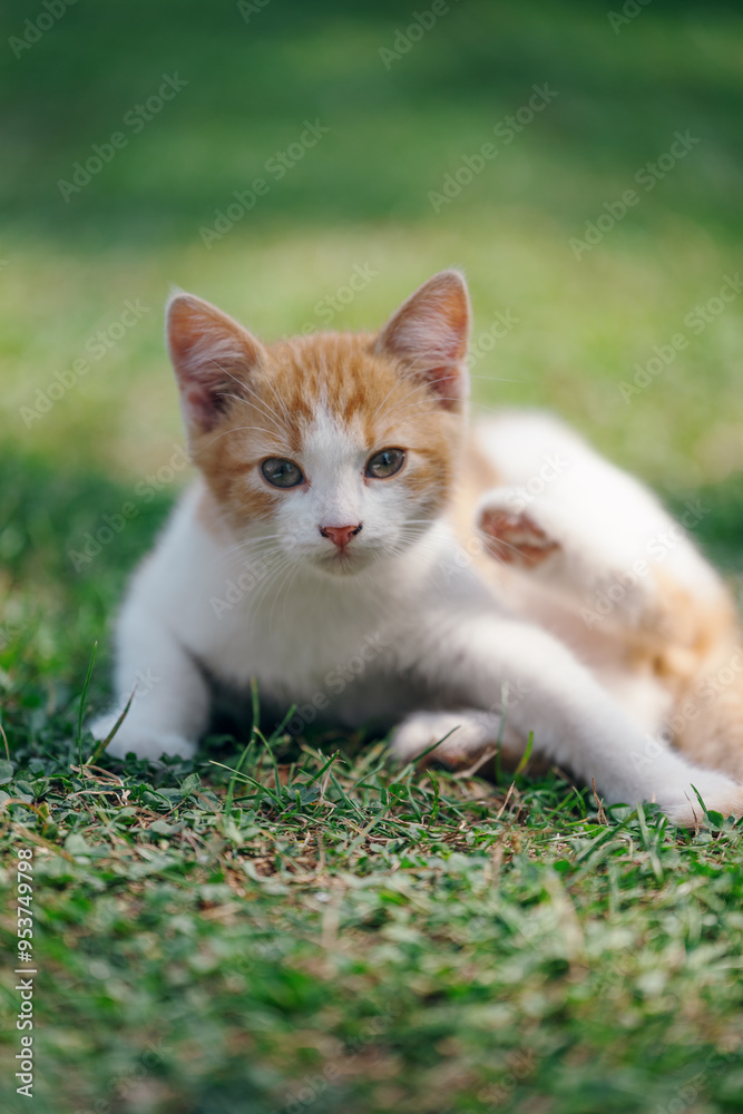 Little kitten hunting in green grass on the garden. Pets and animals photography Little kitten hunting in green grass on the garden. Pets and animals photography
