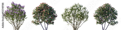 Konstfotografi Lilac Syringa vulgaris and Camellia japonica bush shrub isolated png on a transp