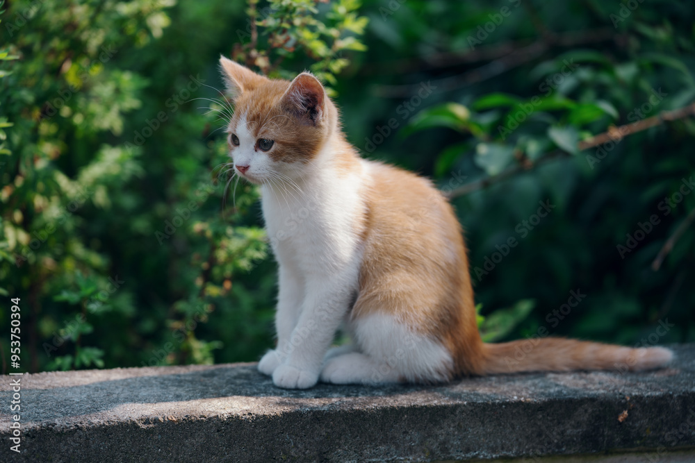 Little kitten hunting in green grass on the garden. Pets and animals photography Little kitten hunting in green grass on the garden. Pets and animals photography