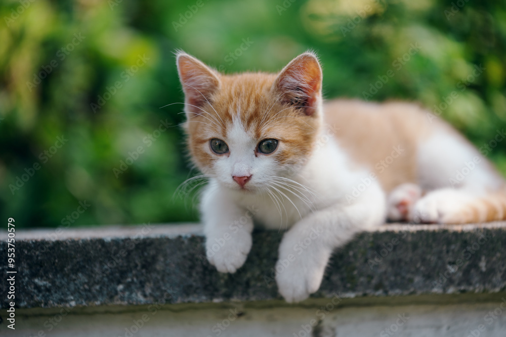 Little kitten hunting in green grass on the garden. Pets and animals photography Little kitten hunting in green grass on the garden. Pets and animals photography