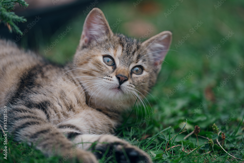 Little kitten hunting in green grass on the garden. Pets and animals photography Little kitten hunting in green grass on the garden. Pets and animals photography