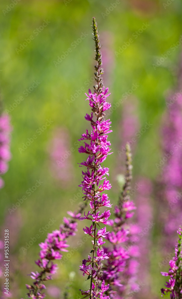 Beautiful purple wildflower standing tall amidst a vibrant green background during a sunny day in a natural habitat Beautiful purple wildflower standing tall amidst a vibrant green background during a sunny day in a natural habitat