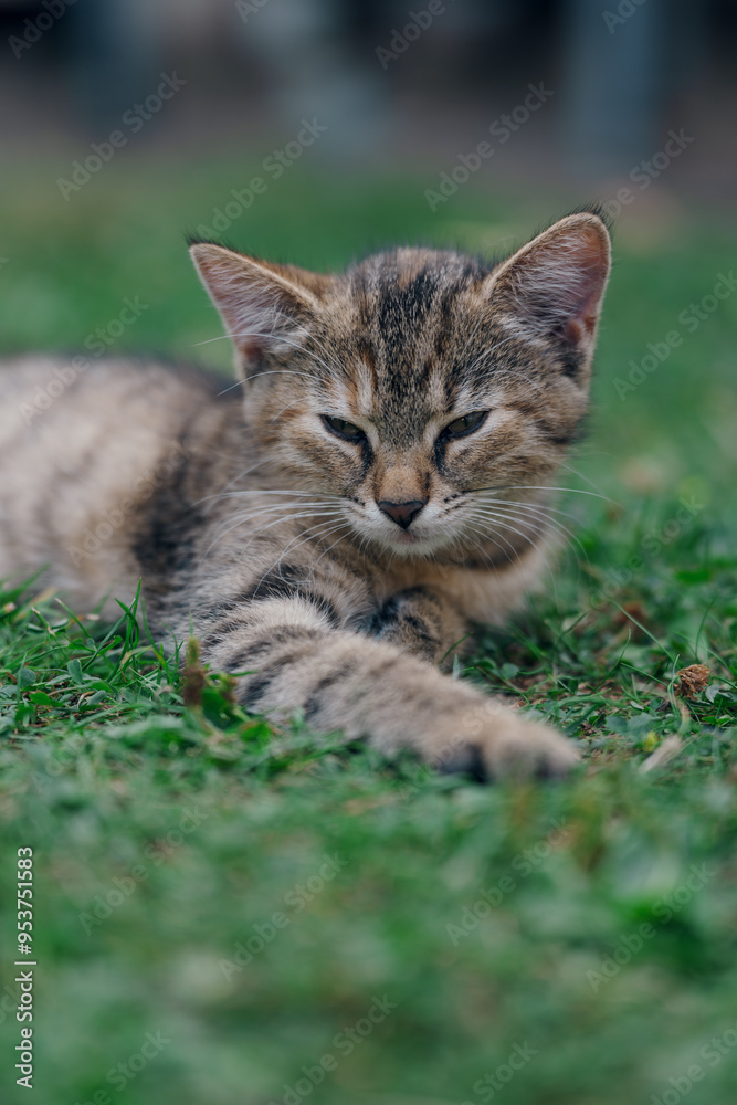 Little kitten hunting in green grass on the garden. Pets and animals photography Little kitten hunting in green grass on the garden. Pets and animals photography