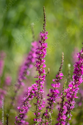 Beautiful purple wildflower standing tall amidst a vibrant green background during a sunny day in a natural habitat photo