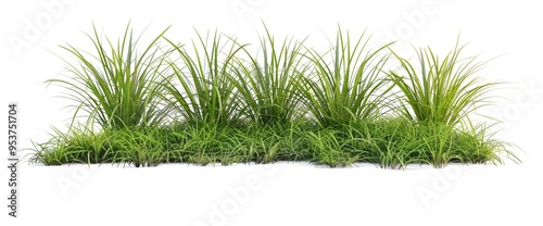 green grass on a white background