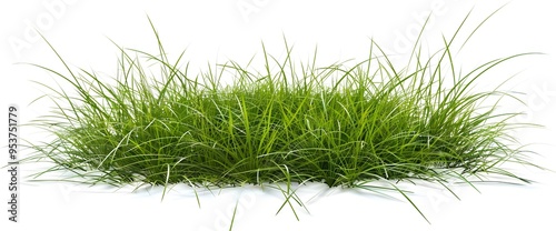 green grass on a white background