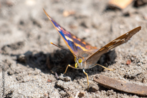 A beautiful butterfly with vibrant blue and orange patterns resting on sandy ground in the warm sunlight of a spring afternoon photo