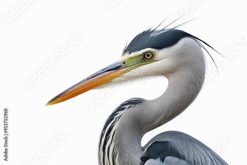 arafed bird with a long beak and a long neck                            photo