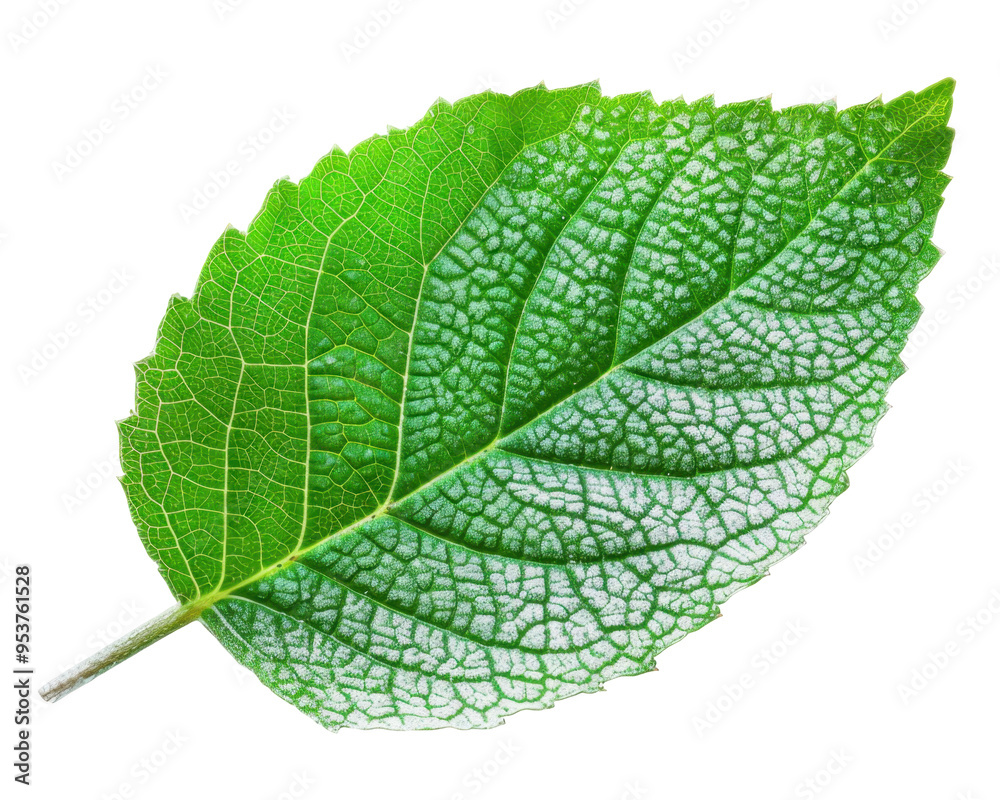 Fototapeta premium A close-up of a green leaf showcasing its texture and veins.