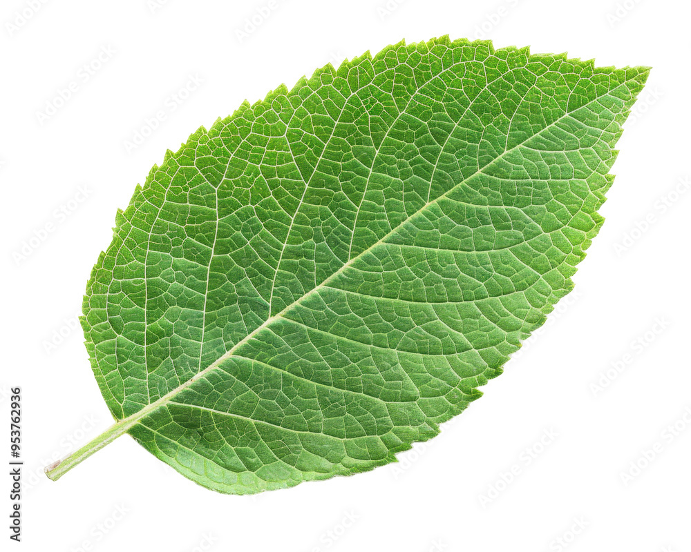 Obraz premium A single green leaf with a textured surface, showcasing natural beauty and plant life.