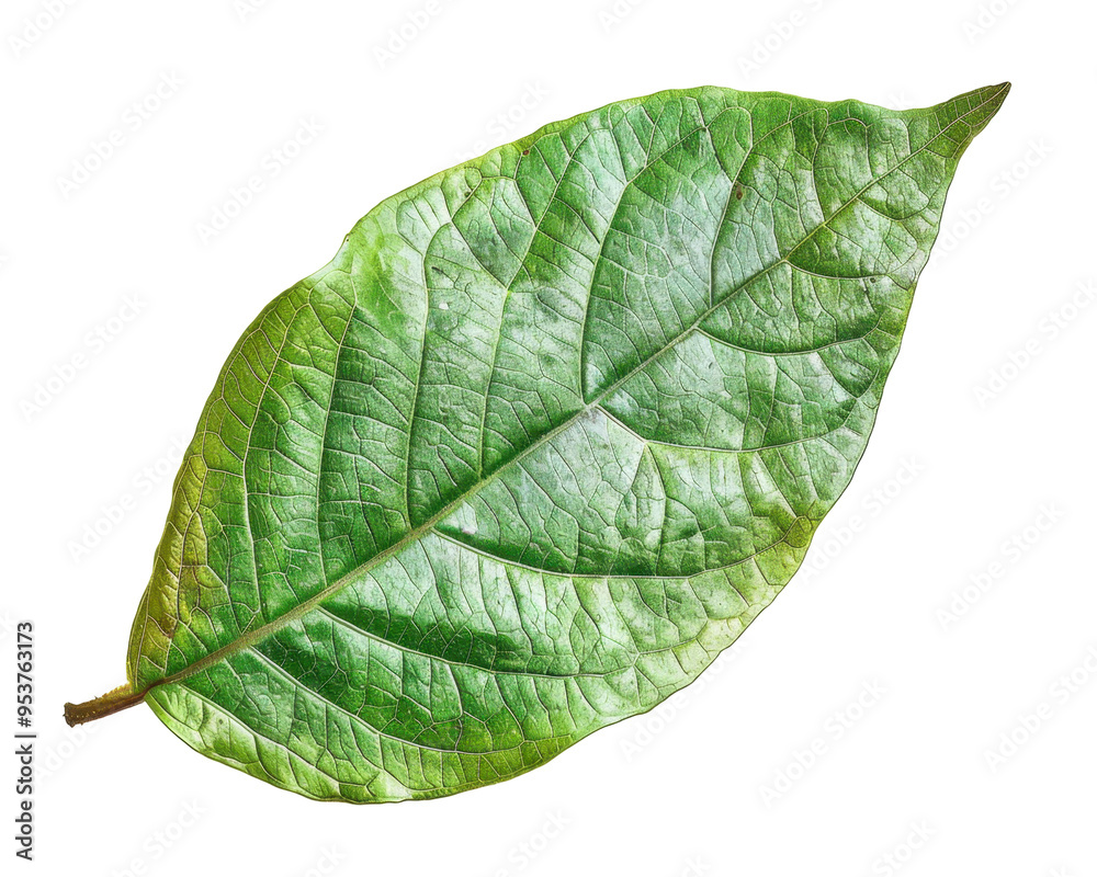 Obraz premium A single green leaf showcasing its texture and natural beauty against a transparent background.