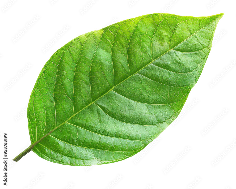 Obraz premium A vibrant green leaf showcasing its texture and natural beauty.