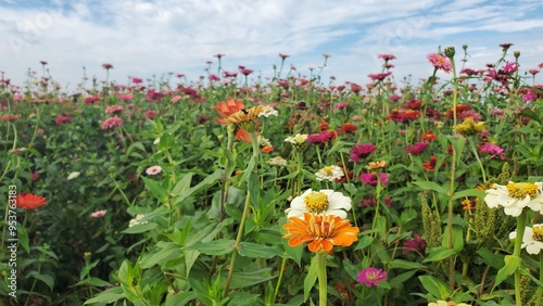 Close up of Colorful Wildflowers Field