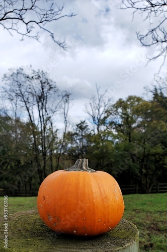 Small Pumpkin on Farm with Trees in the Background