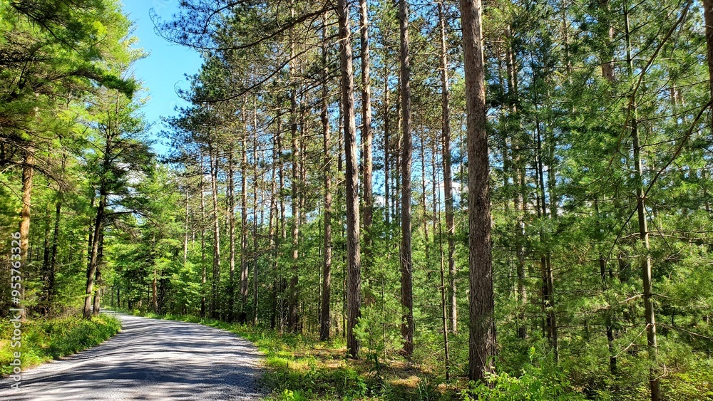 Fototapeta premium Curving Forest Road through Pine Trees