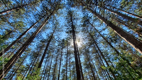 View of Pine Trees from Below