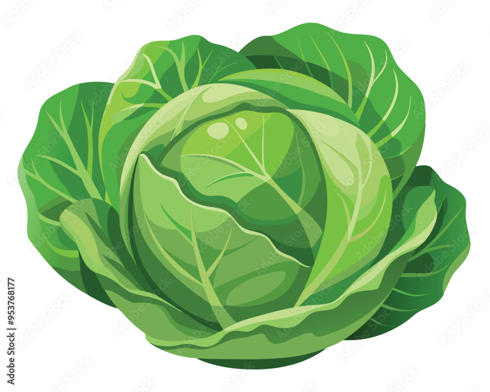 Cabbage vector illustration on white background Cabbage vector illustration on white background