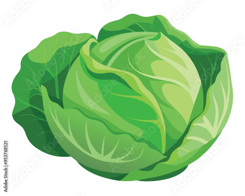 Cabbage vector illustration on white background