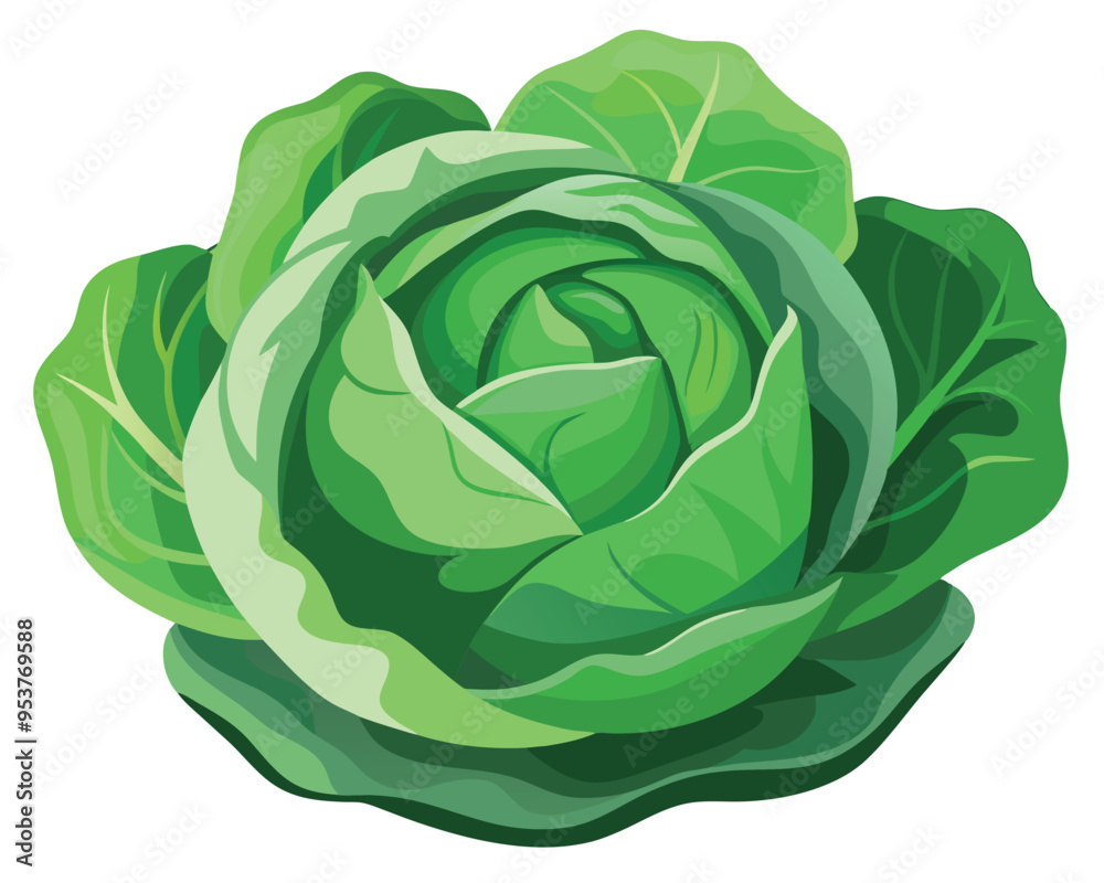 Cabbage vector illustration on white background Cabbage vector illustration on white background