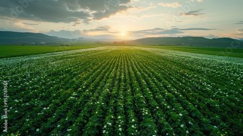 Field meadow with flowers . Field flowers at sunset