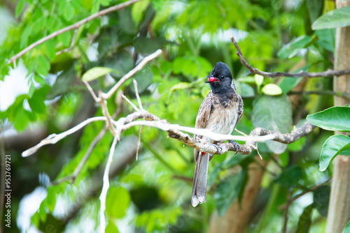 Принти на полотні Red-vented bulbul with fruit closeup shot