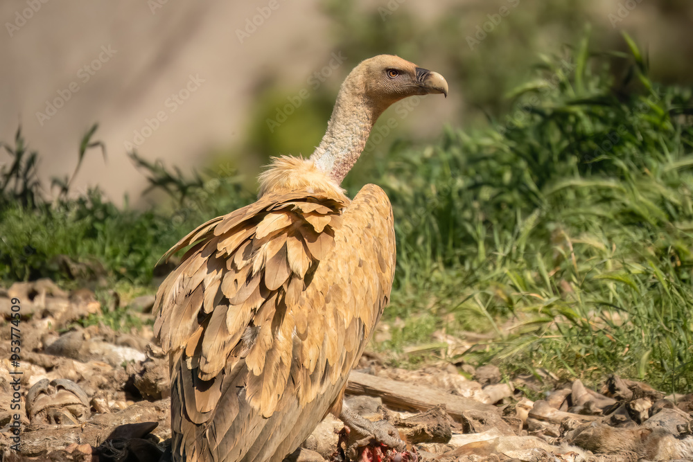 Close-up of Griffon vultures (Eurasion griffon, Gyps fulvus) at a feeding station Close-up of Griffon vultures (Eurasion griffon, Gyps fulvus) at a feeding station