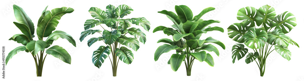 Obraz premium Four Tropical Plants on a Black Background