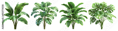 Four Tropical Plants on a Black Background