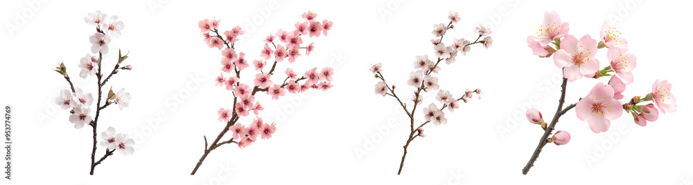 Naklejka premium Four Branches of Cherry Blossoms in Bloom