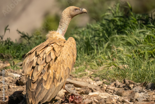 Close-up of Griffon vultures (Eurasion griffon, Gyps fulvus) at a feeding station photo