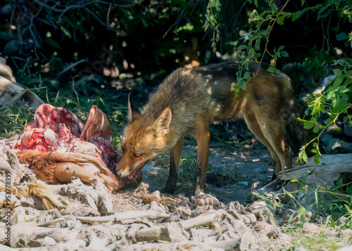 close-up of a wild Iberian Red Fox (Zorro, Vulpes Vulpes Silacea) feeding on a cow carcass photo