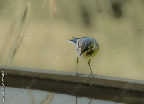 close-up of a Grey wagtail (Motacilla cinerea) on a water trough photo