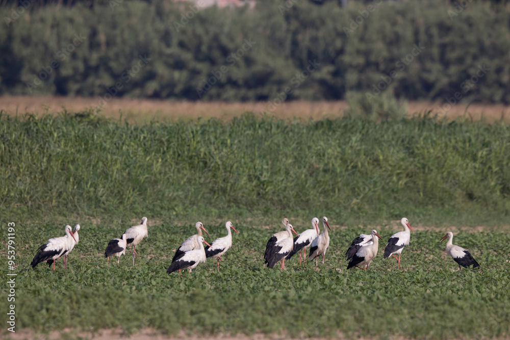 The white storks (Ciconia ciconia), seeking food after a migratory stop. Abruzzo, Italy. The white storks (Ciconia ciconia), seeking food after a migratory stop. Abruzzo, Italy.