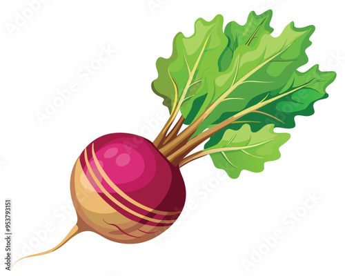 Root vegetable vector illustration on white background