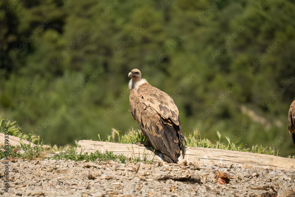 Close-up of Griffon vultures (Eurasion griffon, Gyps fulvus) at a feeding station Close-up of Griffon vultures (Eurasion griffon, Gyps fulvus) at a feeding station