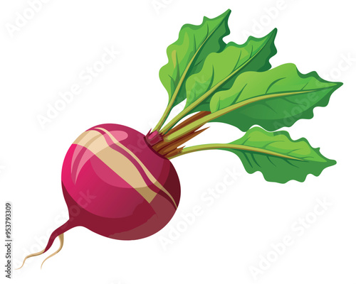 Root vegetable vector illustration on white background