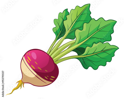 Root vegetable vector illustration on white background