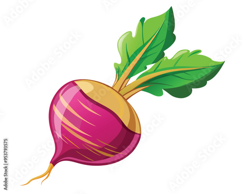 Root vegetable vector illustration on white background