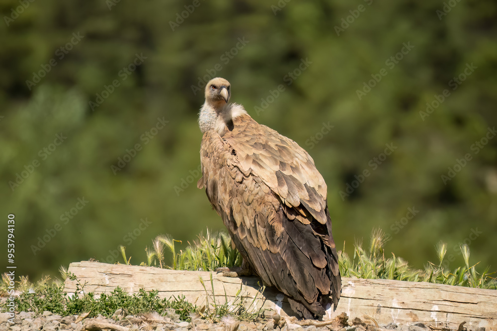 Fototapeta premium Close-up of Griffon vultures (Eurasion griffon, Gyps fulvus) at a feeding station