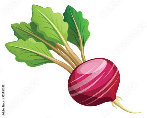 Root vegetable vector illustration on white background