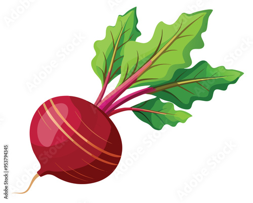 Root vegetable vector illustration on white background