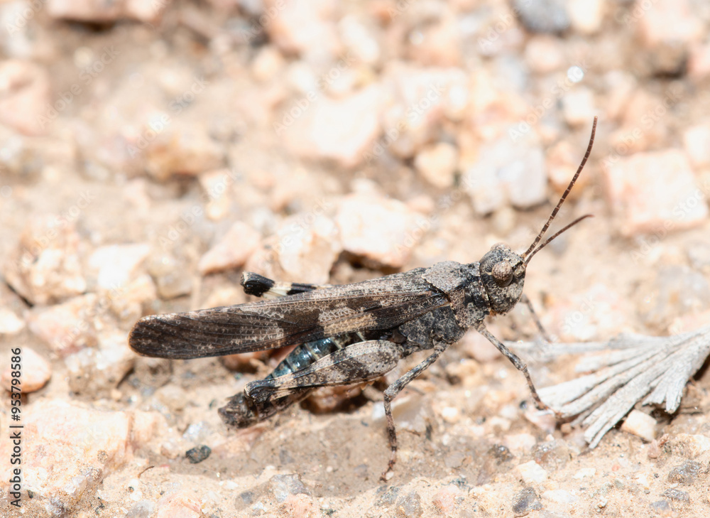 A Masked grasshopper Trimerotropis cincta perched on the ground in Wyoming A Masked grasshopper Trimerotropis cincta perched on the ground in Wyoming