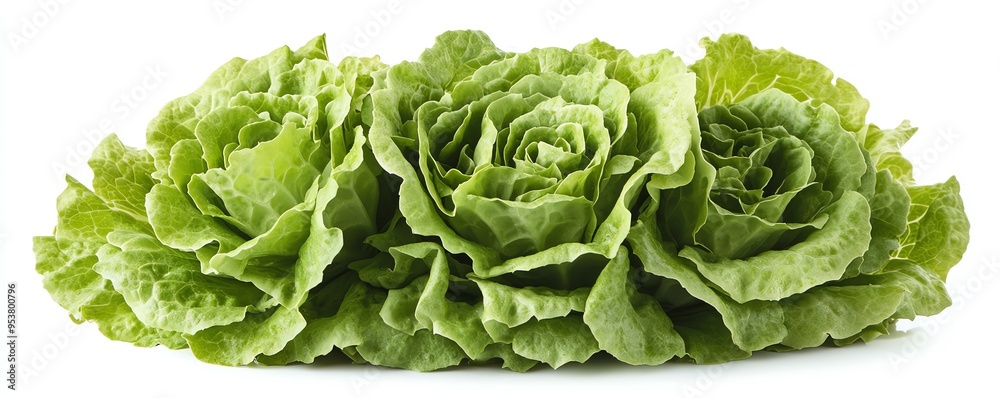 a head of iceberg lettuce, round and crisp, pale green tones, isolated on white background a head of iceberg lettuce, round and crisp, pale green tones, isolated on white background
