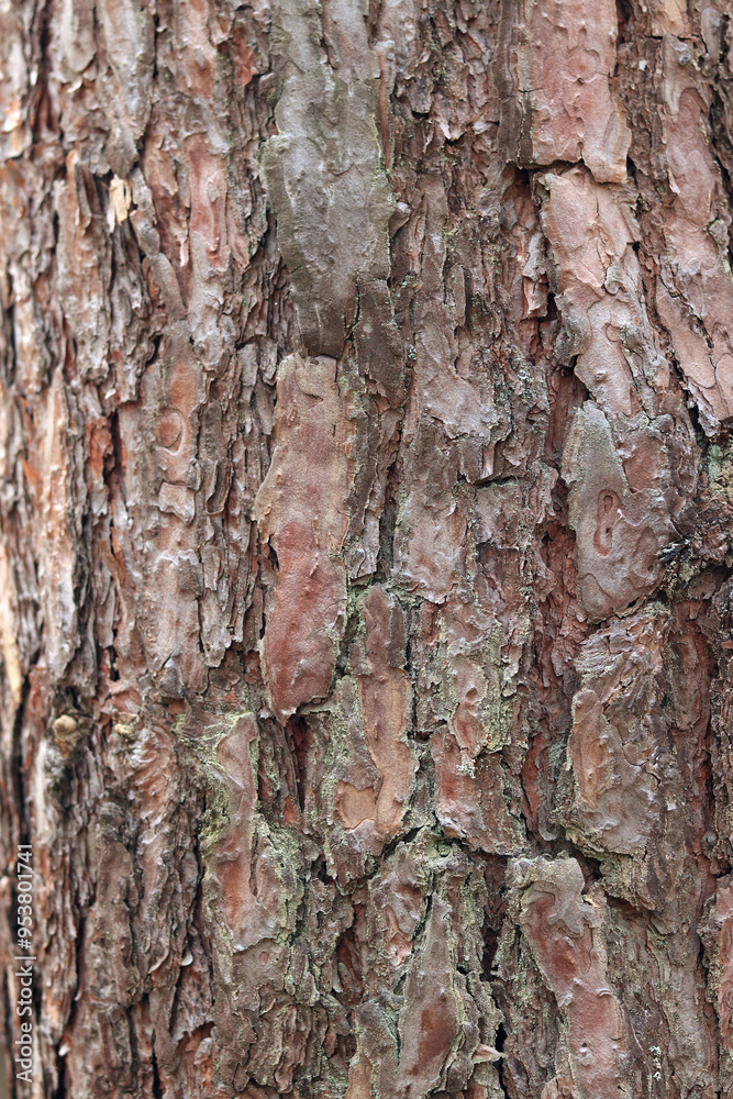 Pine bark close-up. Natural texture. Tree trunk in the forest. Natural background. Pine bark texture Pine bark close-up. Natural texture. Tree trunk in the forest. Natural background. Pine bark texture
